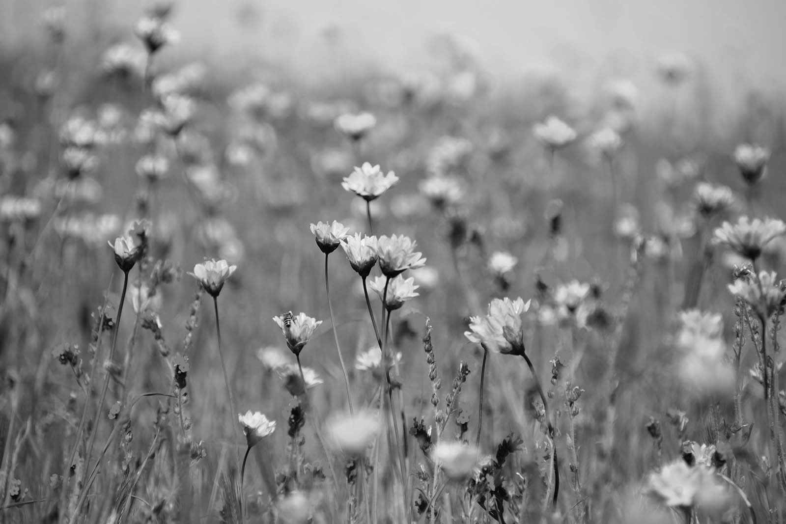 Perfecting Planting